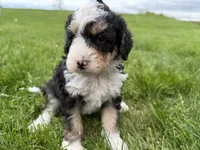 Louie, a male Miniature Bernedoodle for sale in Athens, WI – 6 of 10