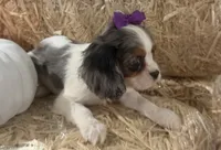 Cece, a female Cavalier King Charles Spaniel for sale in Athens, WI – 2 of 10