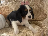 Callie, a female Cavalier King Charles Spaniel for sale in Athens, WI – 9 of 10