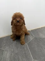 Rory, a female Cavapoo for sale in Athens, WI – 4 of 9