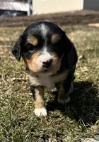 Harold , a male Cocker Spaniel and Miniature Australian Shepherd for sale in Athens, WI – 2 of 7
