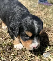 Harold , a male Cocker Spaniel and Miniature Australian Shepherd for sale in Athens, WI – 4 of 7