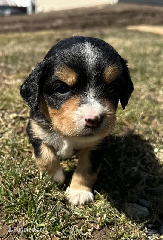 Harold  – Cocker Spaniel, Miniature Australian Shepherd puppy for sale in Athens, WI