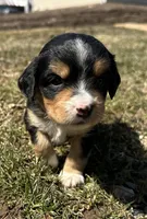 Harold , a male Cocker Spaniel and Miniature Australian Shepherd for sale in Athens, WI – 1 of 7