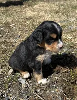 Harold , a male Cocker Spaniel and Miniature Australian Shepherd for sale in Athens, WI – 6 of 7