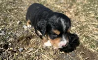 Harold , a male Cocker Spaniel and Miniature Australian Shepherd for sale in Athens, WI – 7 of 7