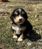 Harold , a male Cocker Spaniel and Miniature Australian Shepherd for sale in Athens, WI – 3 of 7