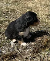 Harold , a male Cocker Spaniel and Miniature Australian Shepherd for sale in Athens, WI – 5 of 7