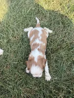 AKC Donald , a male Cavalier King Charles Spaniel for sale in Athens, WI – 4 of 4