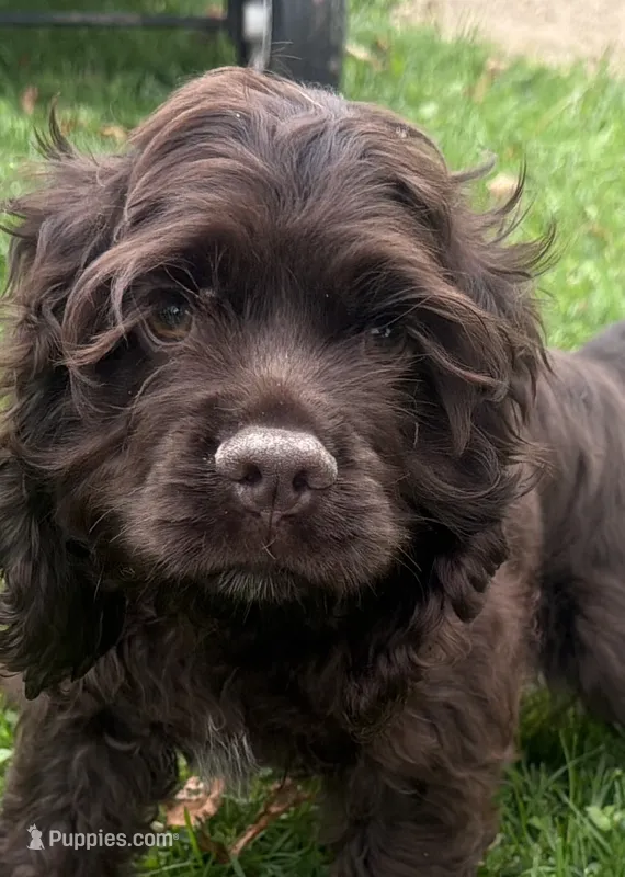 AKC Maverick  – Cocker Spaniel puppy for sale in Athens, WI