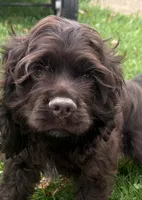 AKC Maverick , a male Cocker Spaniel for sale in Athens, WI – 1 of 10