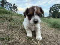 Trevor, a male Yorkshire Terrier for sale in Athens, WI – 10 of 10