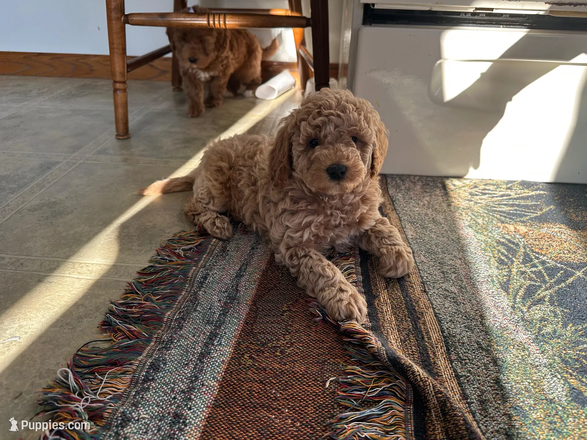Mitch, a male Miniature Goldendoodle for sale in Athens, WI – Photo 2 of 10
