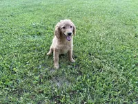 Buster, a male Miniature Goldendoodle for sale in Athens, WI – 3 of 10