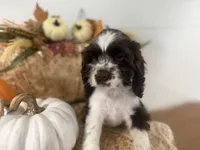 AKC Monica, a female Cocker Spaniel for sale in Athens, WI – 5 of 10