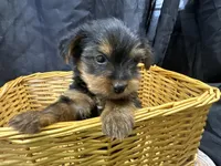 Frankie, a female Yorkshire Terrier for sale in Athens, WI – Photo 2 of 10