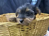 Frankie, a female Yorkshire Terrier for sale in Athens, WI – Photo 9 of 10