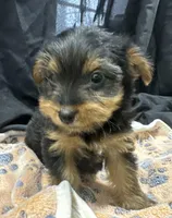 Frankie, a female Yorkshire Terrier for sale in Athens, WI – Photo 5 of 10