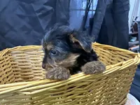 Frankie, a female Yorkshire Terrier for sale in Athens, WI – Photo 7 of 10