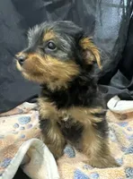 Frankie, a female Yorkshire Terrier for sale in Athens, WI – Photo 6 of 10