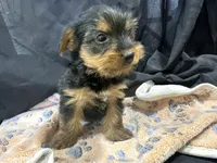 Frankie, a female Yorkshire Terrier for sale in Athens, WI – Photo 10 of 10