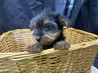 Frankie, a female Yorkshire Terrier for sale in Athens, WI – Photo 4 of 10