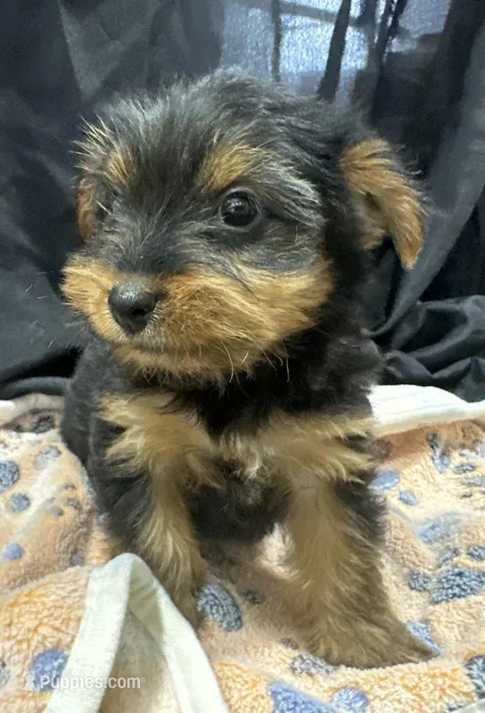 Frankie, a female Yorkshire Terrier for sale in Athens, WI – Photo 1 of 10