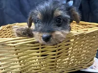 Frankie, a female Yorkshire Terrier for sale in Athens, WI – Photo 8 of 10