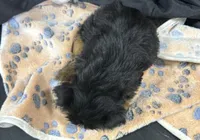 Frankie, a female Yorkshire Terrier for sale in Athens, WI – Photo 3 of 10