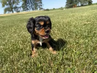 AKC Dexter, a male Cavalier King Charles Spaniel for sale in Athens, WI – 9 of 10
