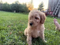 Cloudy , a female Miniature Goldendoodle for sale in Athens, WI – 4 of 10