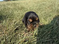 Henry, a female Cocker Spaniel for sale in Athens, WI – 2 of 6
