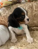 Cliff, a male Cavalier King Charles Spaniel for sale in Athens, WI – 2 of 10