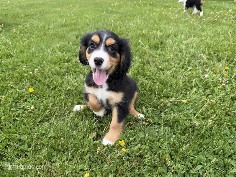 Joanne – Cocker Spaniel, Miniature Australian Shepherd puppy on hold in Athens, WI
