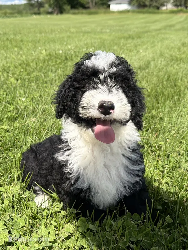 Huey – Miniature Bernedoodle puppy for sale in Athens, WI