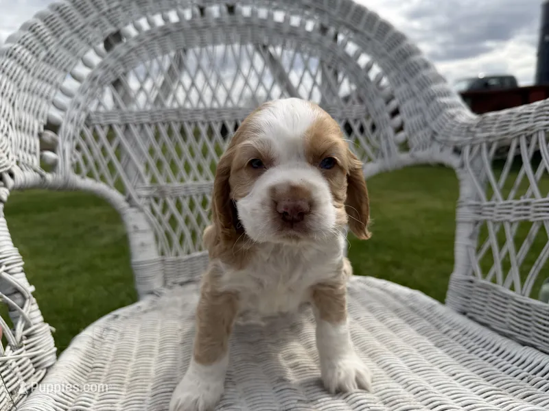 Bo – Cocker Spaniel puppy for sale in Athens, WI