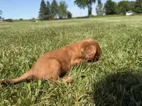 AKC Dax, a male Cavalier King Charles Spaniel for sale in Athens, WI – 6 of 10