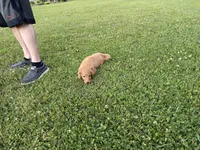 Buster, a male Miniature Goldendoodle for sale in Athens, WI – 7 of 10