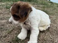 Trevor, a male Yorkshire Terrier for sale in Athens, WI – 9 of 10