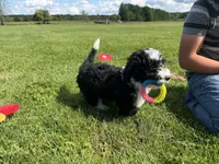 Huey, a male Miniature Bernedoodle for sale in Athens, WI – 7 of 10