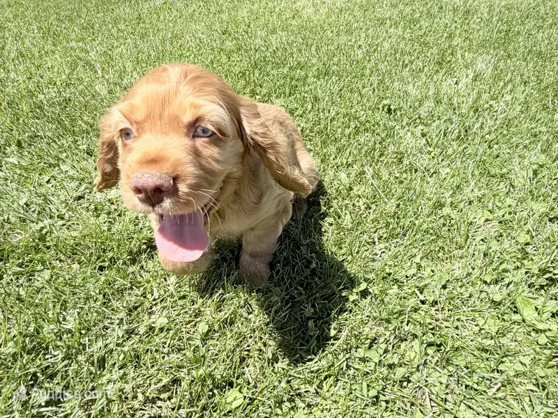 Brandon – Cocker Spaniel puppy for sale in Athens, WI