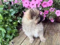 Tiffany, a female Pomeranian for sale in Athens, WI – 3 of 10