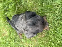 Dewey, a male Miniature Bernedoodle for sale in Athens, WI – 4 of 10