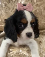 Callie, a female Cavalier King Charles Spaniel for sale in Athens, WI – 6 of 10
