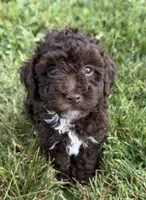 Eddie, a male Poodle - Toy  for sale in Athens, WI – 1 of 10
