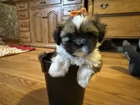 Holly, a female Shih Tzu for sale in Athens, WI – Photo 8 of 9