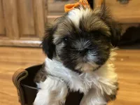 Holly, a female Shih Tzu for sale in Athens, WI – Photo 1 of 9