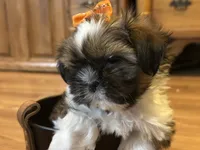 Holly, a female Shih Tzu for sale in Athens, WI – Photo 5 of 9