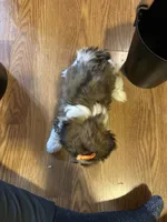 Holly, a female Shih Tzu for sale in Athens, WI – Photo 9 of 9