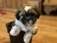 Holly, a female Shih Tzu for sale in Athens, WI – Photo 6 of 9